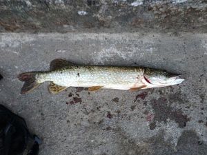 Northern Pike