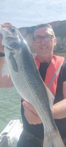 European Bass (Seabass)