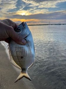 Saddled Seabream