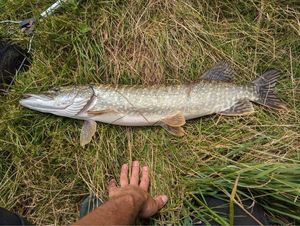 Northern Pike