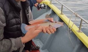 Cuckoo Wrasse