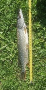 Brochet
