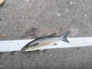 Thicklip Grey Mullet