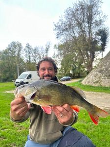 European Perch