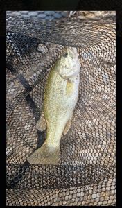 Largemouth Bass