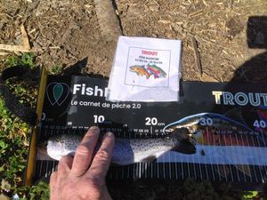 Rainbow Trout