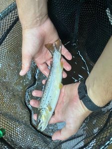 Brown Trout