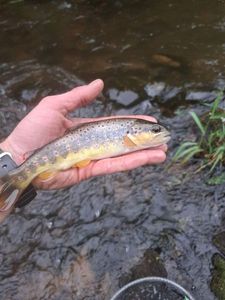 Brown Trout