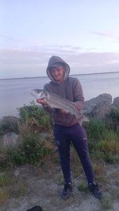 European Bass (Seabass)