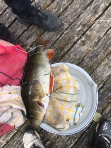 European Perch