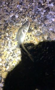 European Bass (Seabass)