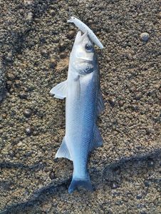 European Bass (Seabass)