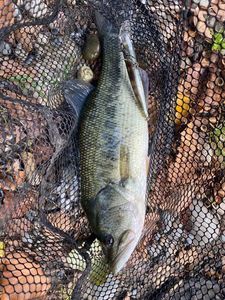 Largemouth Bass