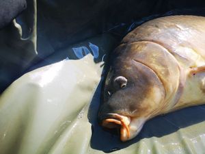 Mirror Carp