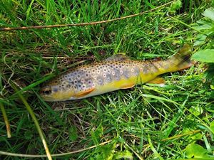 Brown Trout