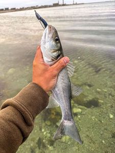 European Bass (Seabass)