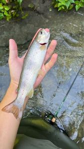 Brown Trout