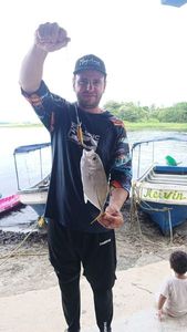 Crevalle Jack