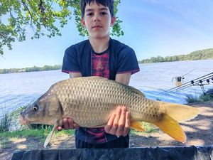 Common Carp