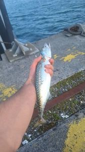 Mackerel