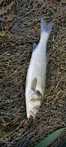 European Bass (Seabass)