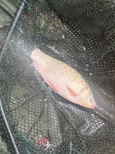 Crucian Carp