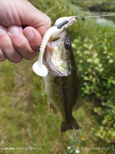 Largemouth Bass