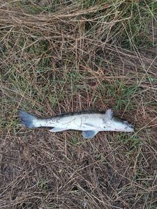 Zander