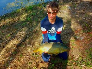 Mirror Carp
