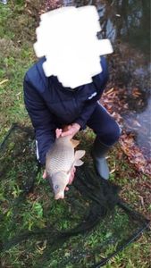 Common Carp