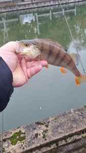 European Perch