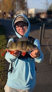 European Perch