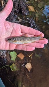 Brown Trout