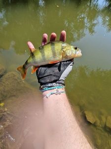European Perch