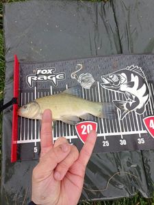 Tench