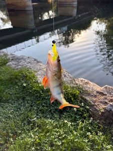 European Perch