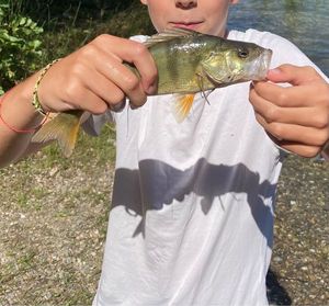 European Perch