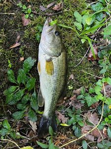 Largemouth Bass
