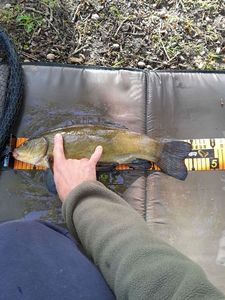 Tench
