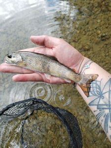 Brown Trout