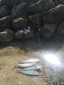Mackerel