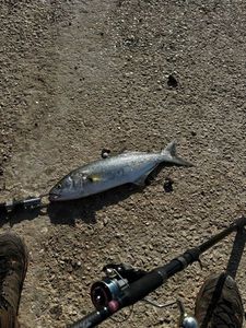 Bluefish