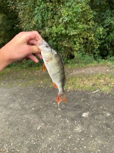 European Perch