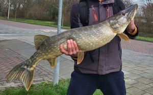 Northern Pike