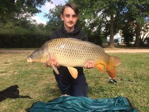 Common Carp