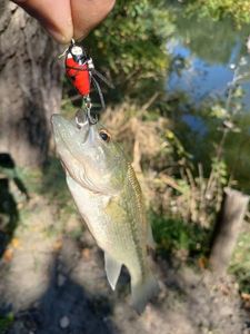 Largemouth Bass