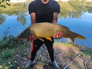 Common Carp
