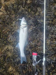 European Bass (Seabass)