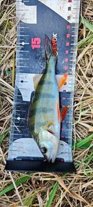 European Perch