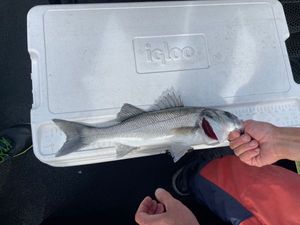 European Bass (Seabass)